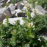 Nei pressi del pianoro è anche possibile ammirare alcuni esemplari di Cardo spinosissimo (Cirsium spinosissimus), dal quale parrebbe derivare il toponimo “Ciardonei” o “Ciardoney”.